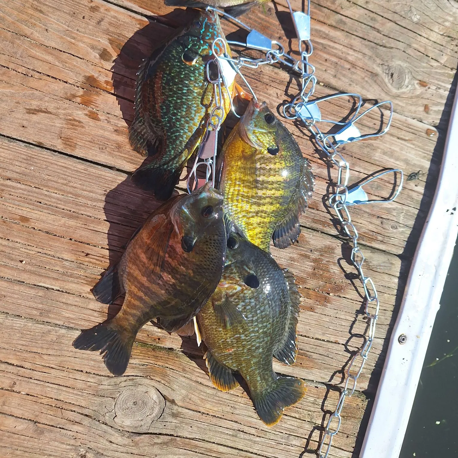 recently logged catches