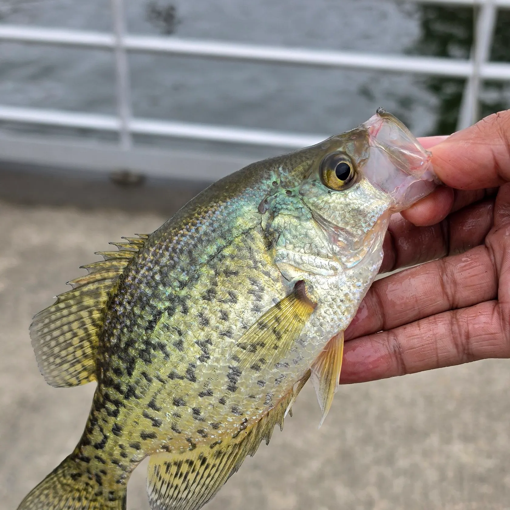 Black crappie caught on Fishbrain