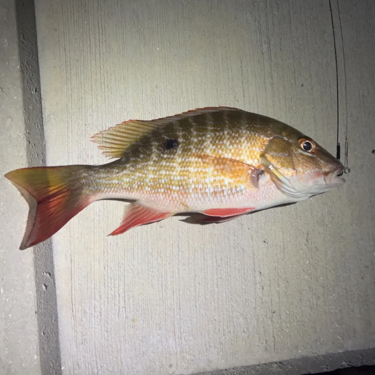 The most recent Mutton snapper catches on Fishbrain