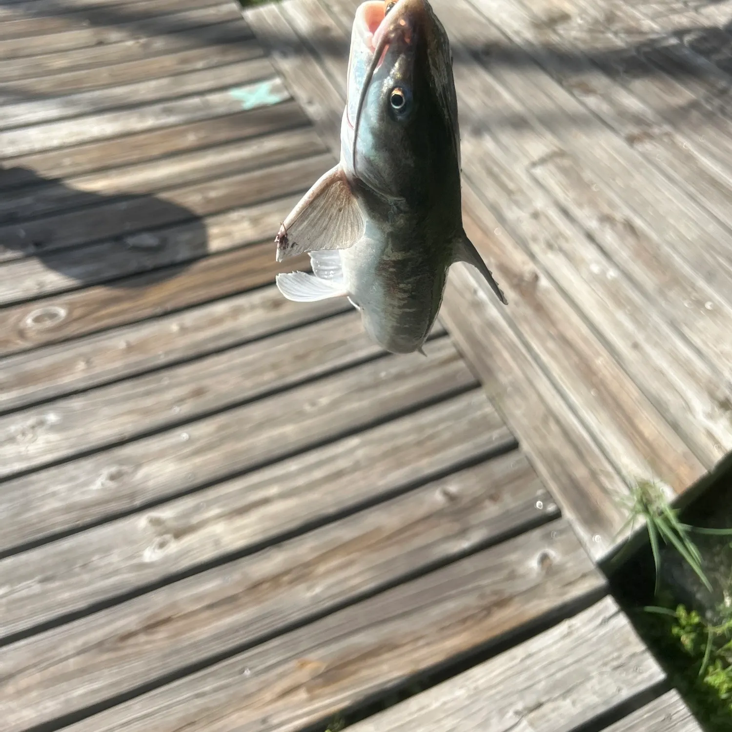 Gafftopsail sea catfish caught on Fishbrain
