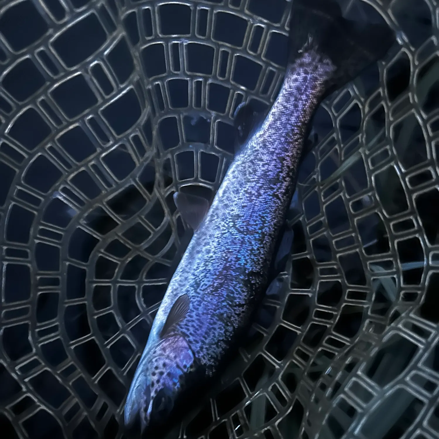 Rainbow trout caught on Fishbrain