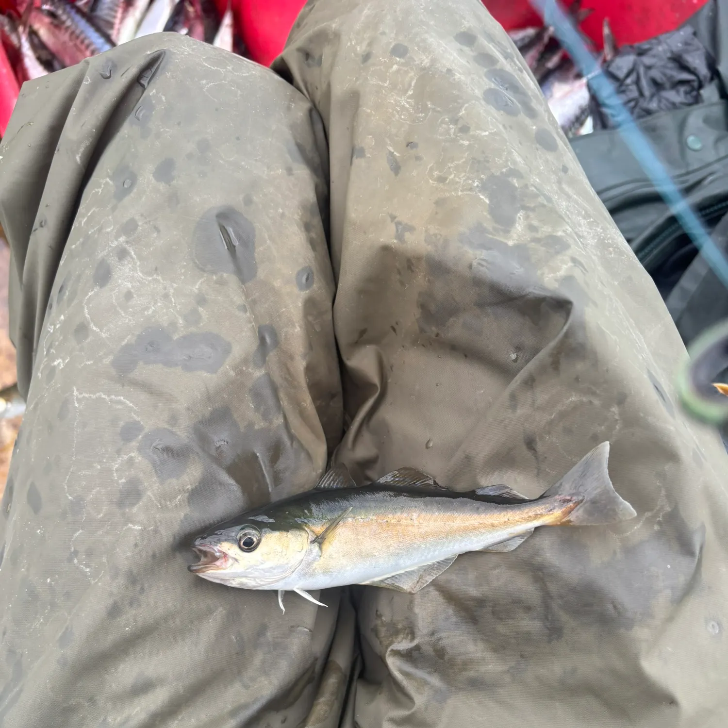 Pollack caught on Fishbrain