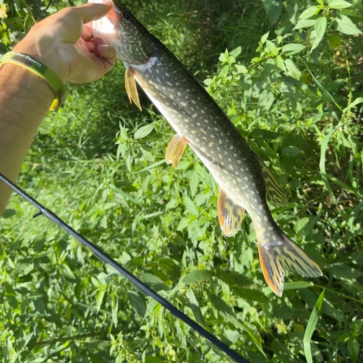 Northern pike caught on Fishbrain