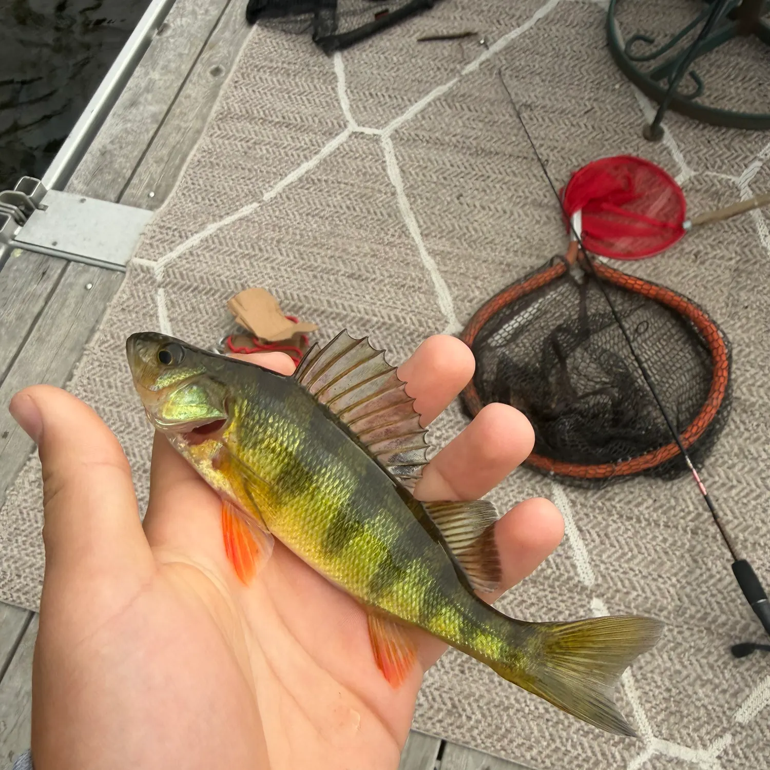Yellow perch caught on Fishbrain