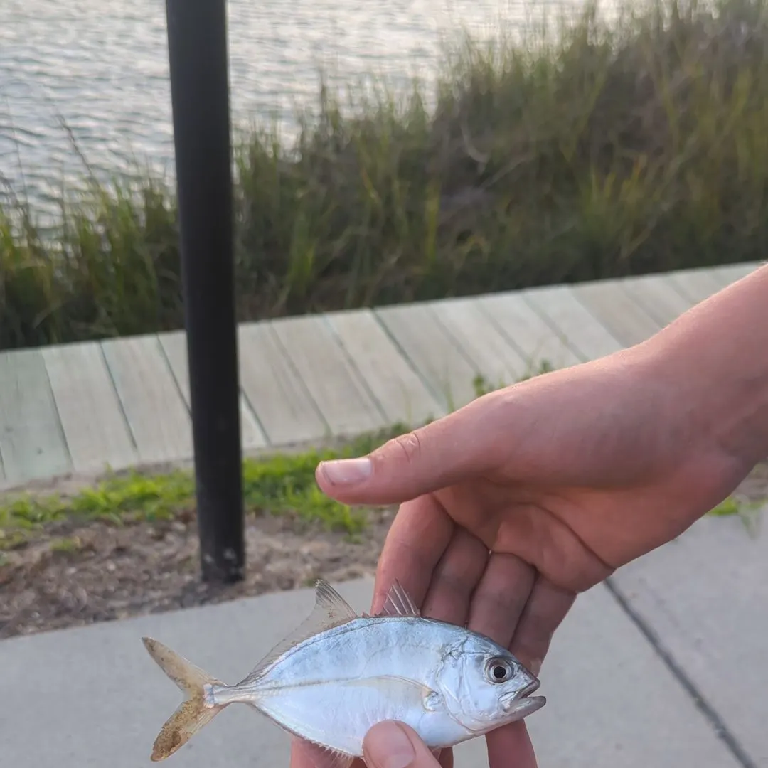 The most recent Palometa catches on Fishbrain