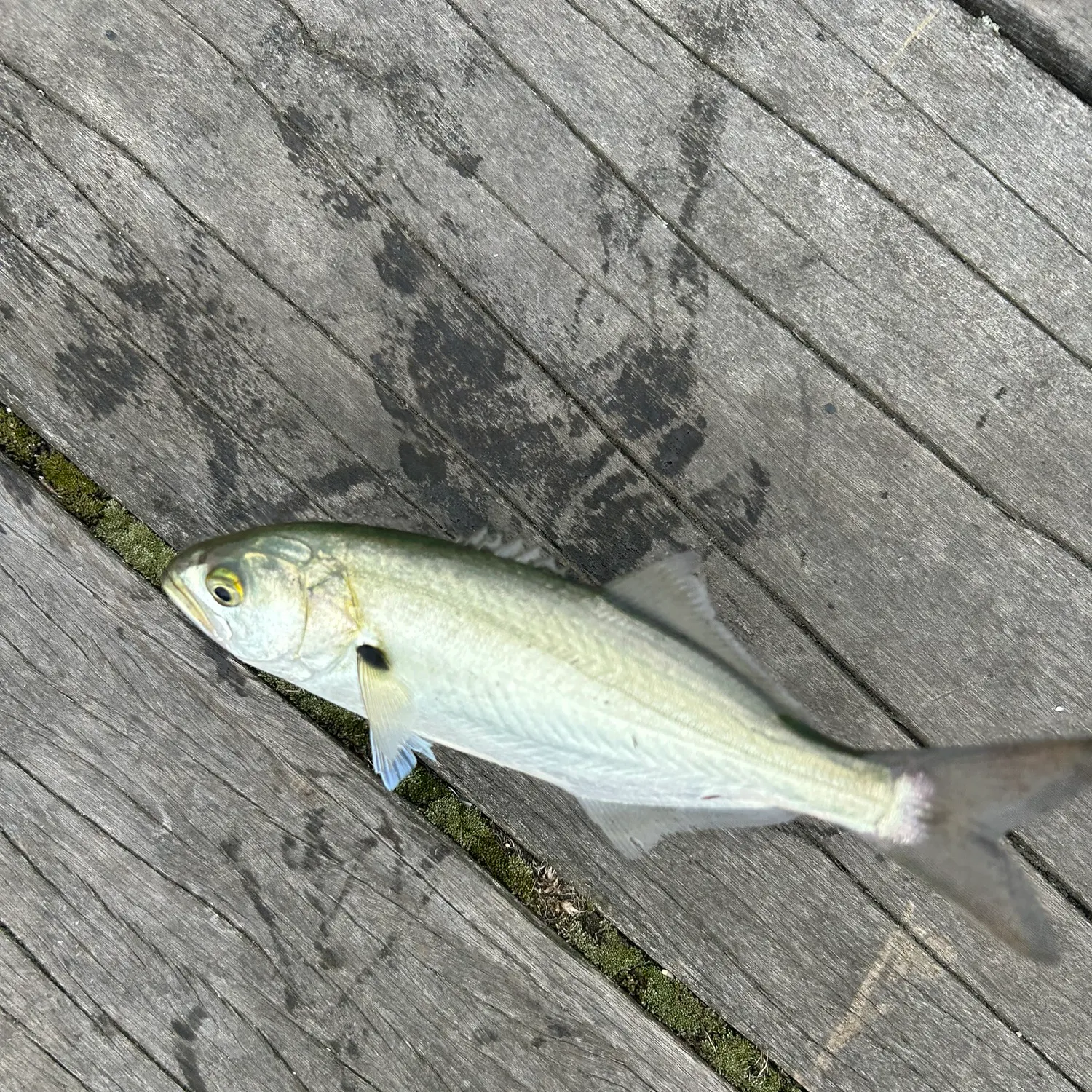 Bluefish caught on Fishbrain