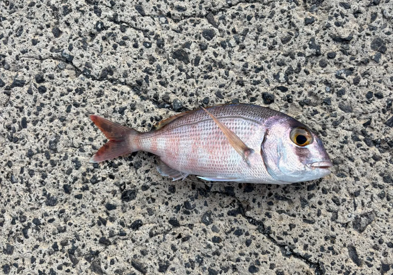 Common seabream