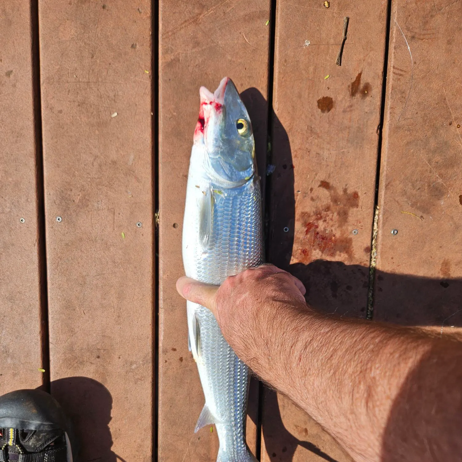 The most recent West Atlantic bonefish catches on Fishbrain