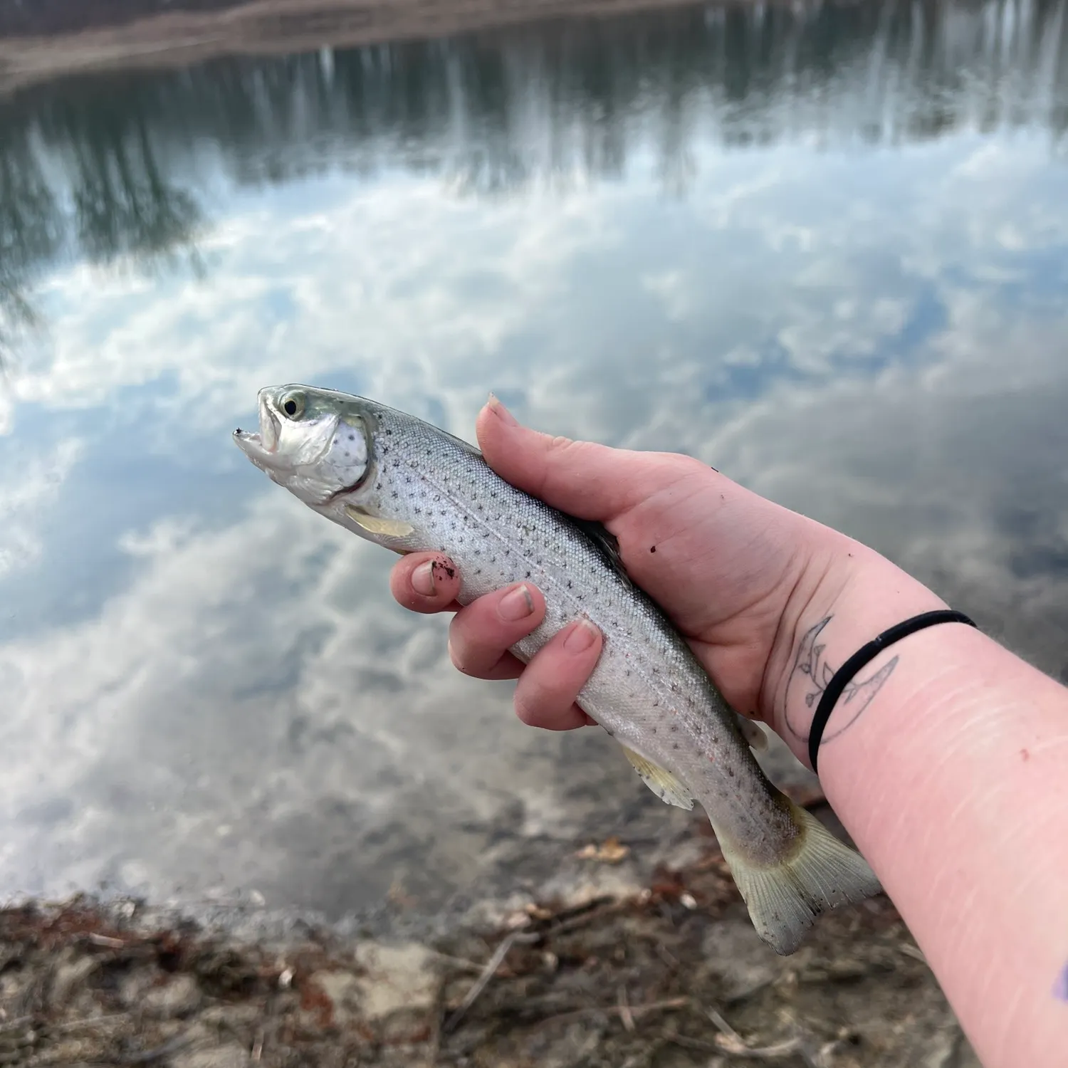 Brown trout caught on Fishbrain