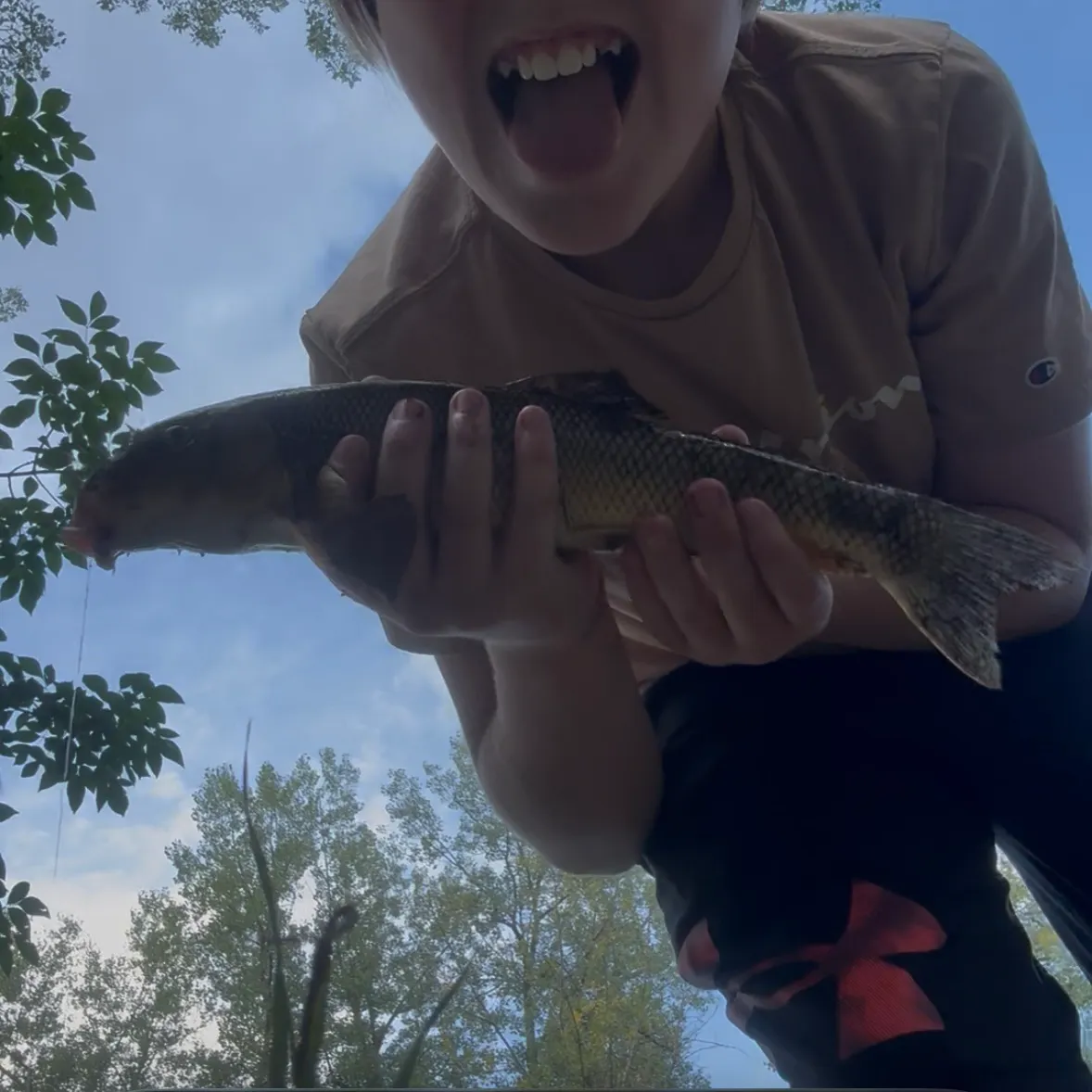 White sucker caught on Fishbrain