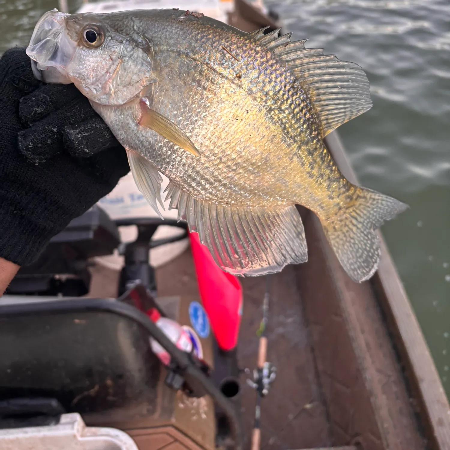 The most recent White crappie catches on Fishbrain