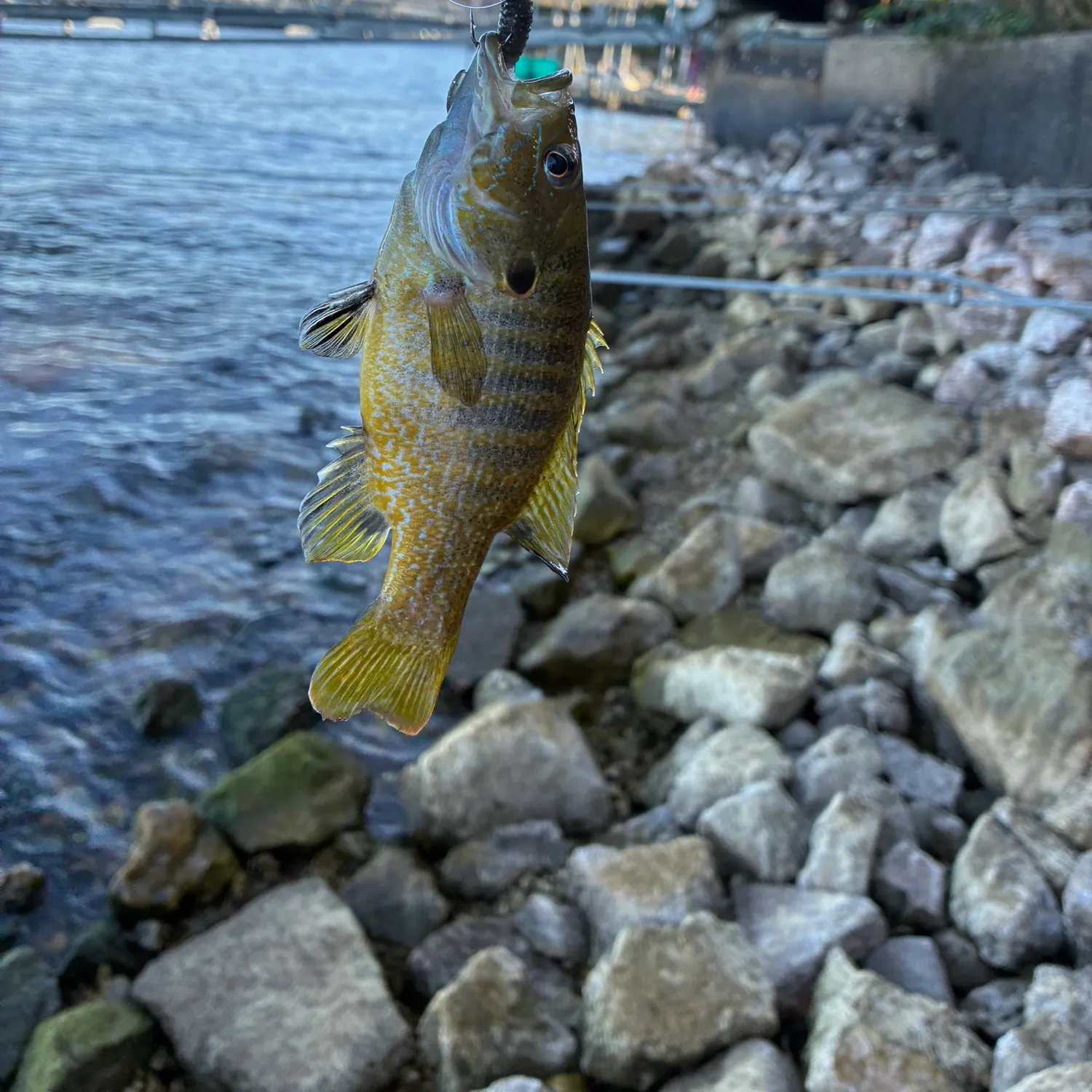 Green sunfish caught on Fishbrain