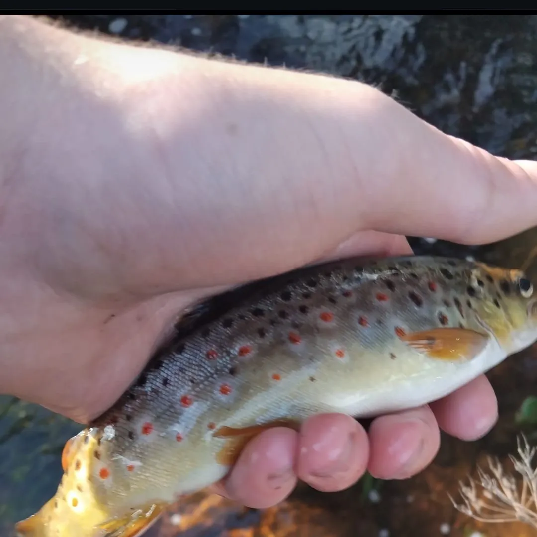 Brown trout caught on Fishbrain