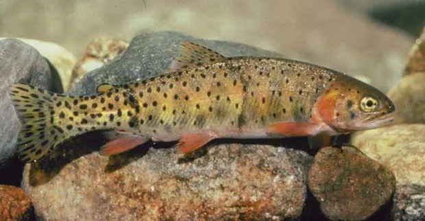 Colorado river cutthroat trout