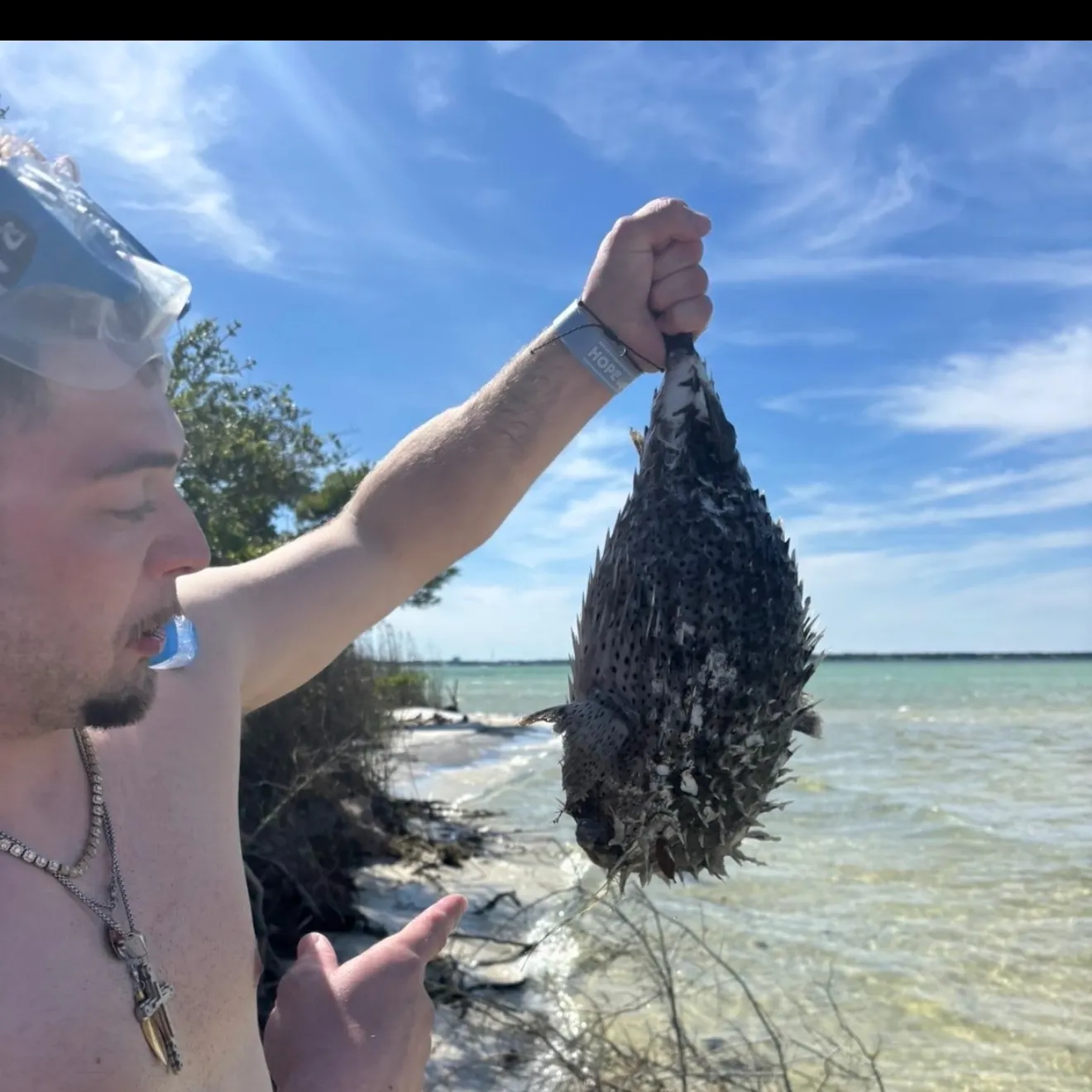 The most recent Spot-fin porcupinefish catches on Fishbrain