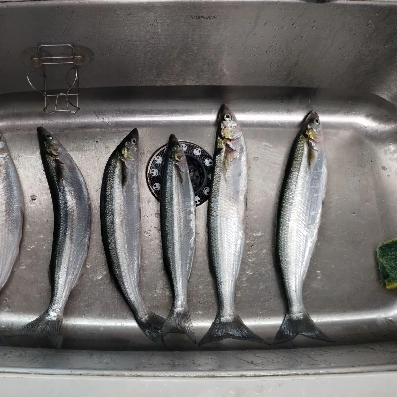 Jack silverside caught on Fishbrain
