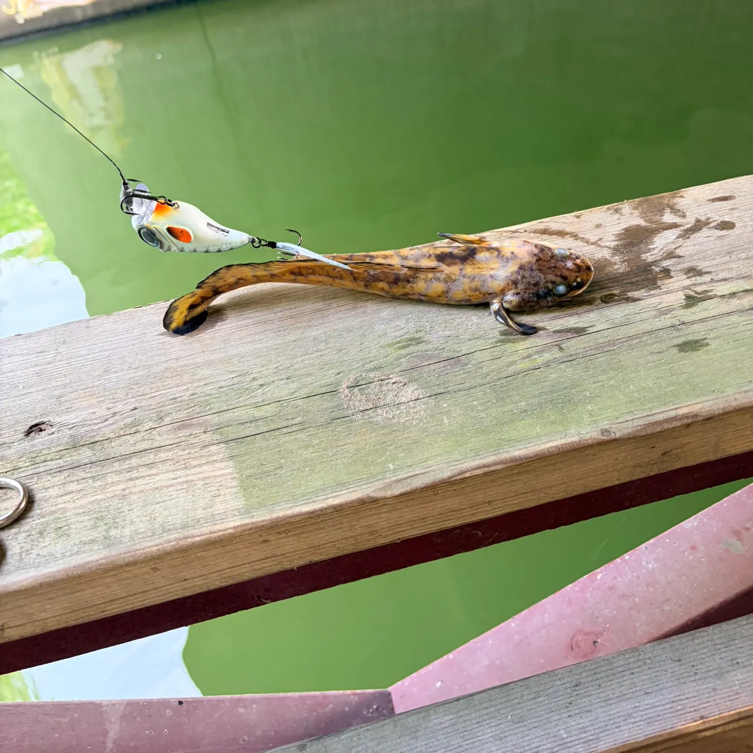 Burbot caught on Fishbrain