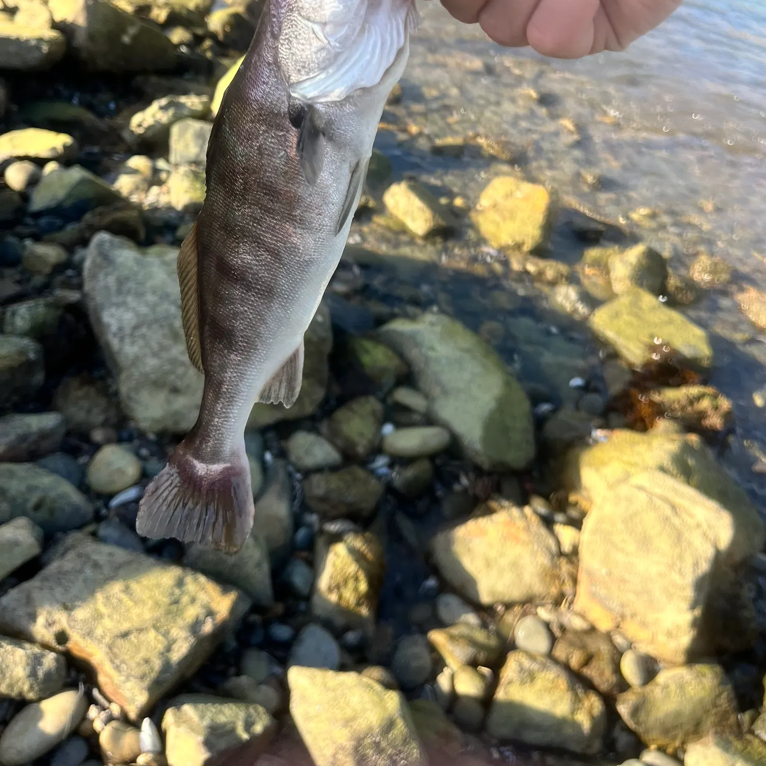 The most recent White seabass catches on Fishbrain