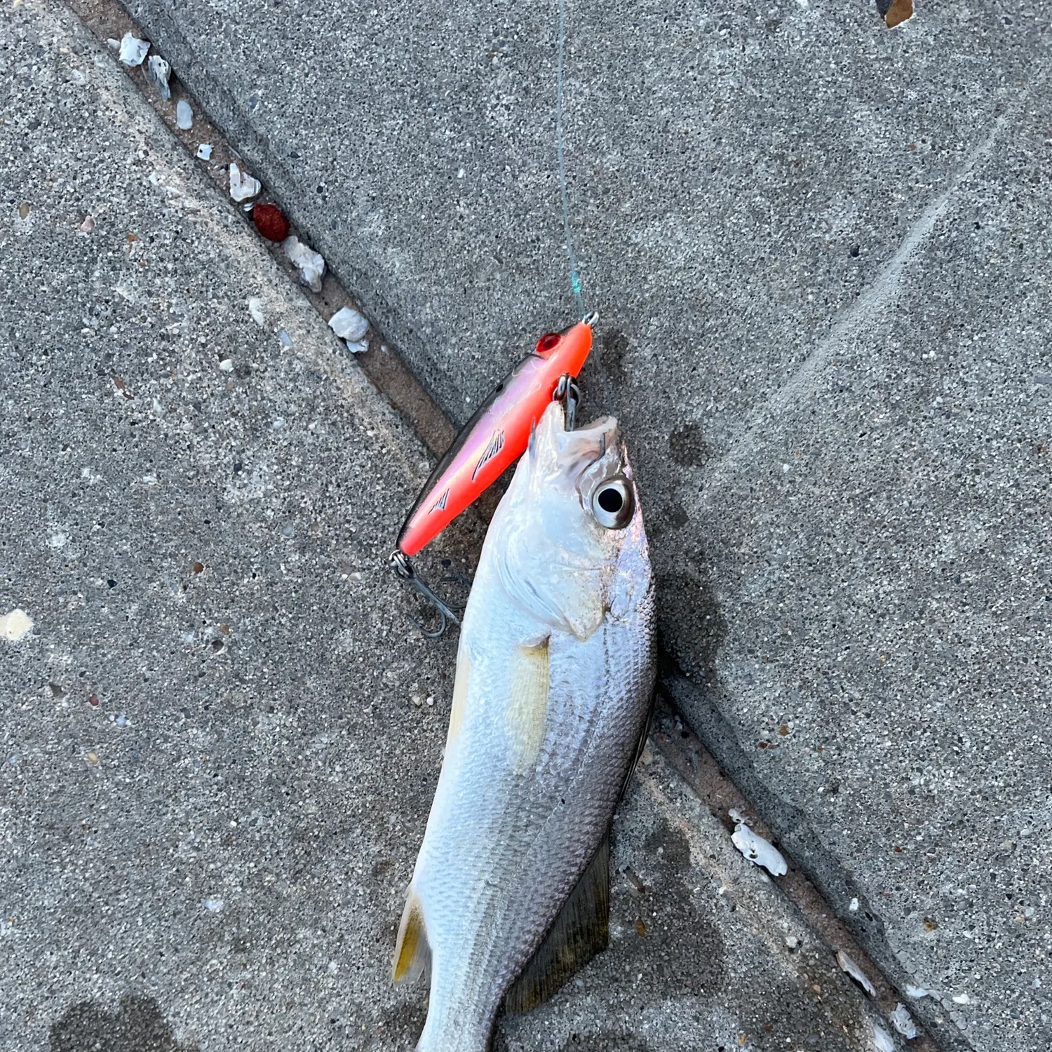 The most recent Silver perch catches on Fishbrain