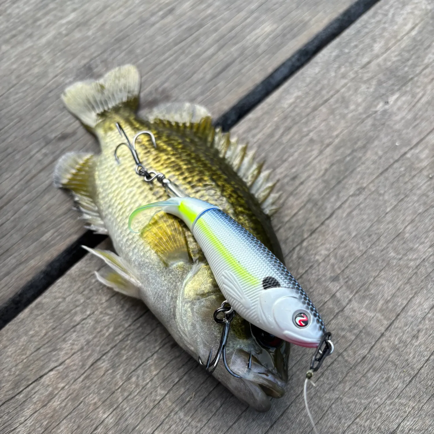 Rock bass caught on Fishbrain