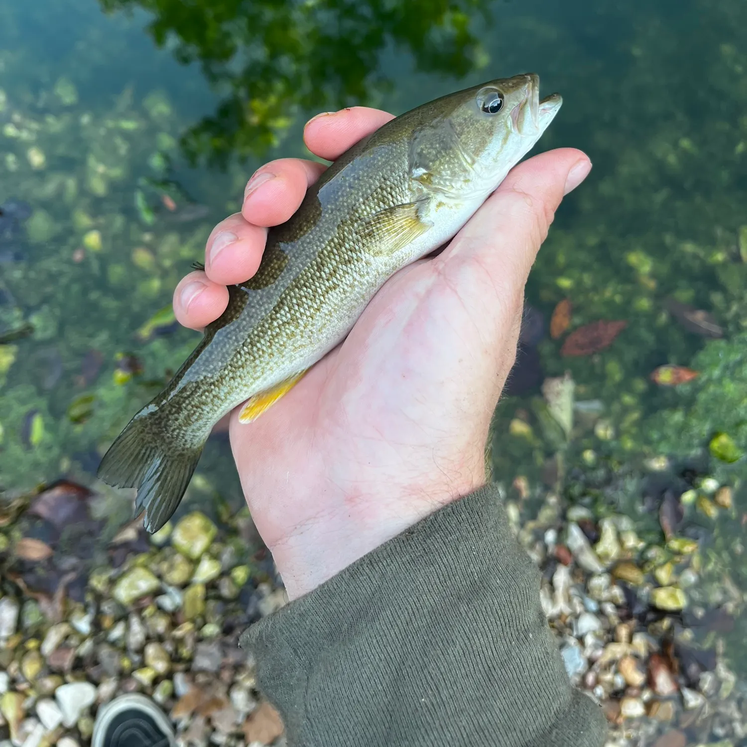 Smallmouth bass caught on Fishbrain