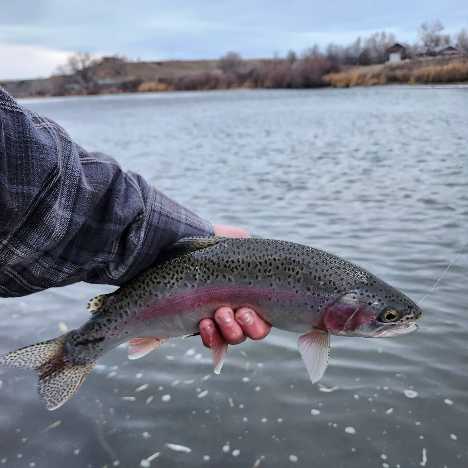The most recent Rainbow trout catches on Fishbrain