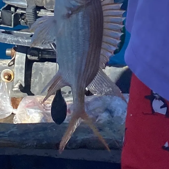 The most recent Striped mojarra catches on Fishbrain