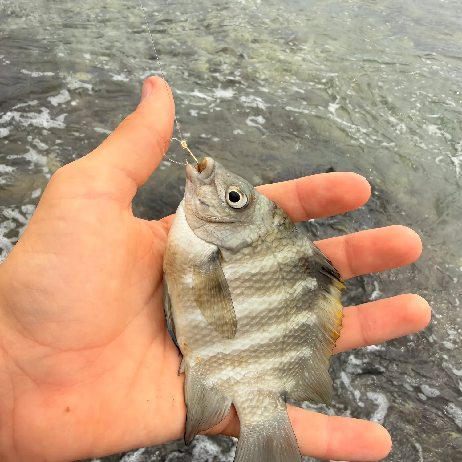 The most recent Blackspot sergeant catches on Fishbrain