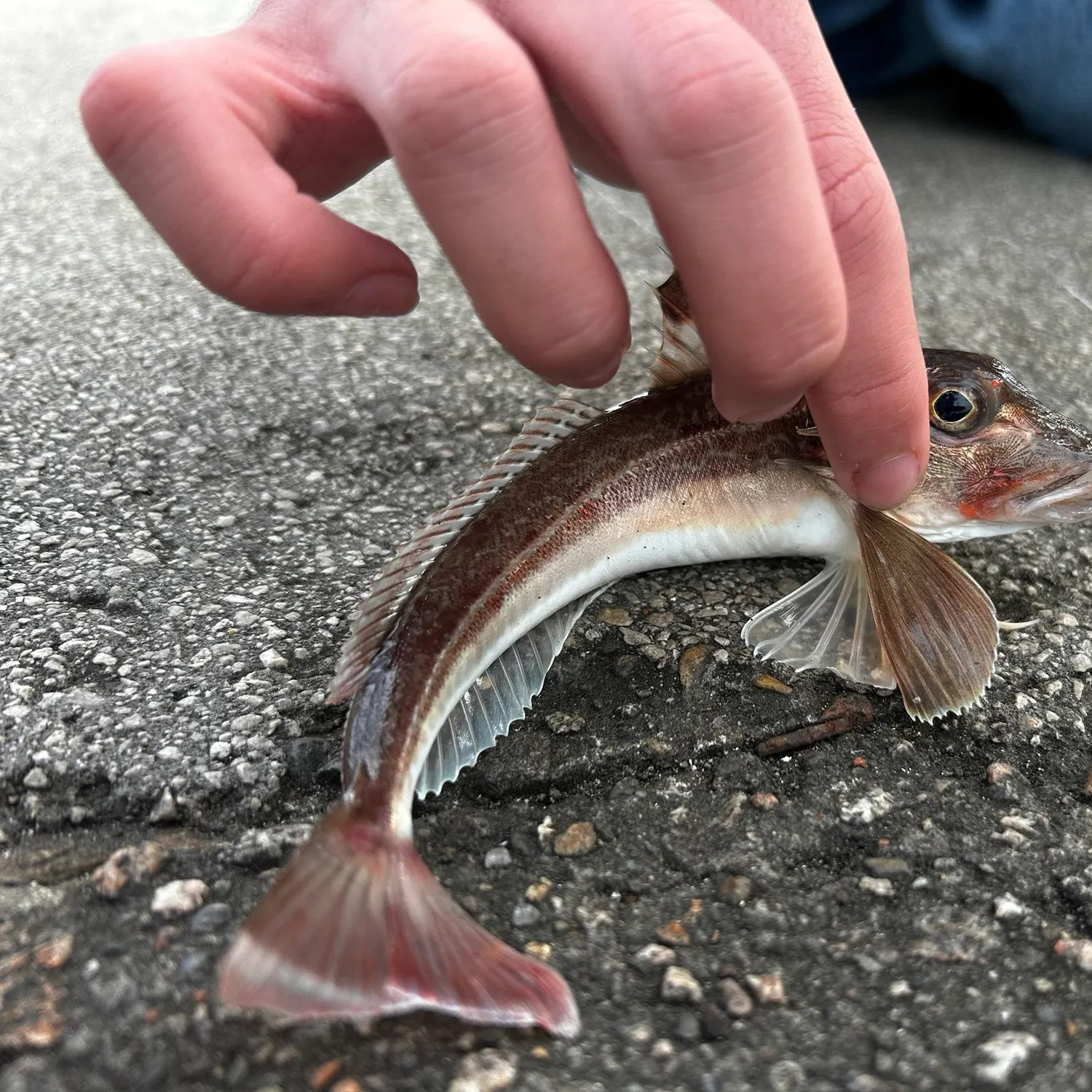 Red gurnard caught on Fishbrain