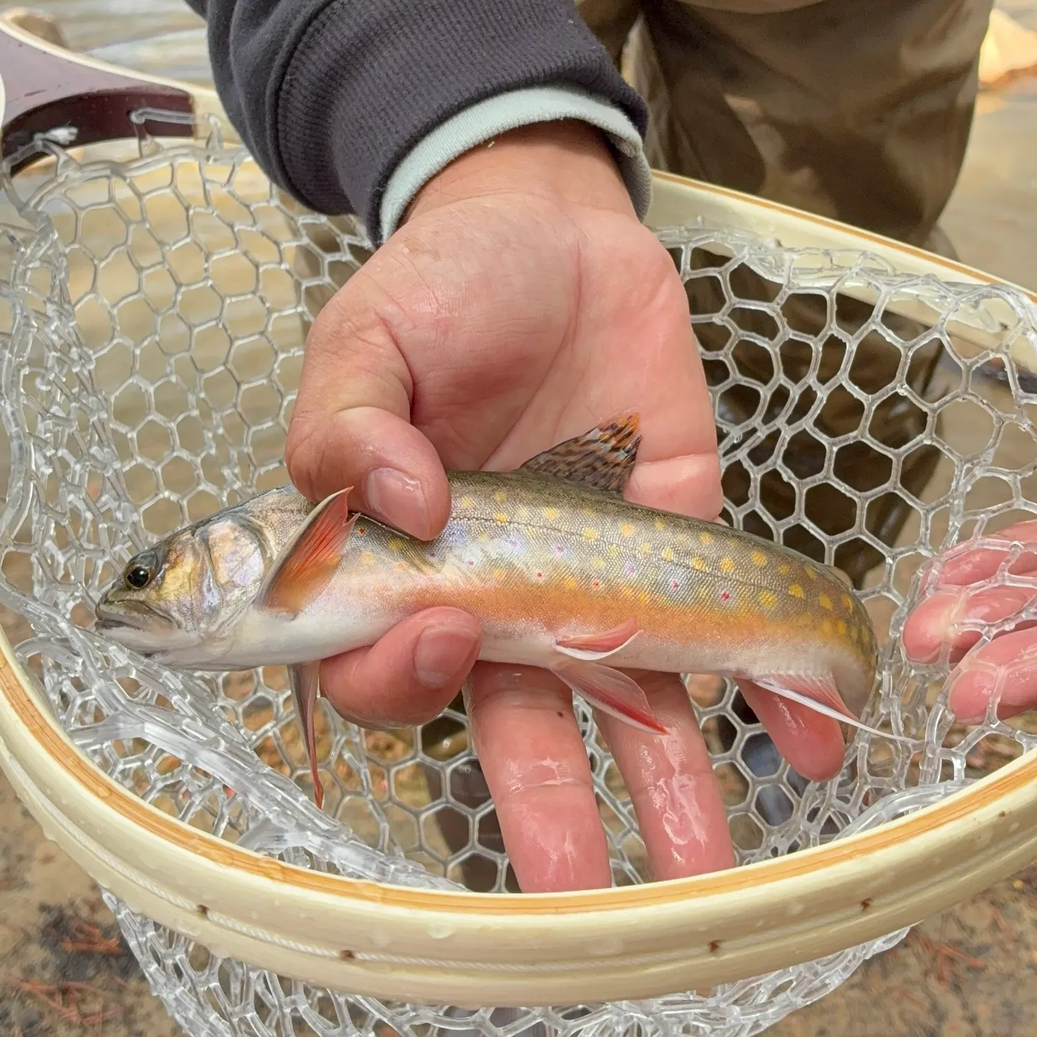 Brook trout caught on Fishbrain