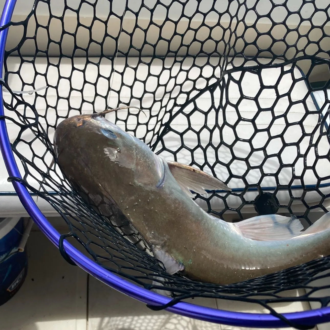 The most recent Blue salmon catfish catches on Fishbrain