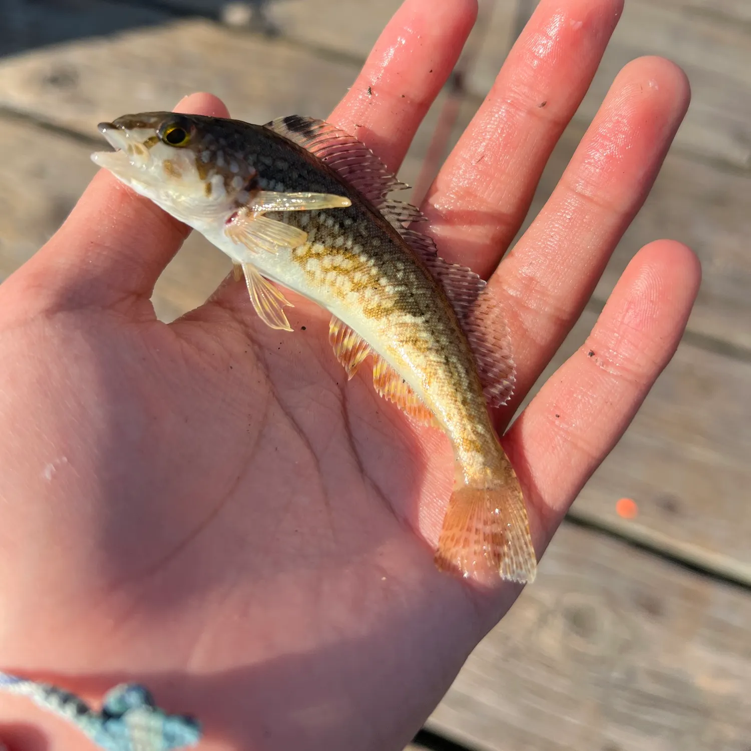 The most recent Whitespotted greenling catches on Fishbrain