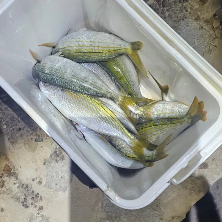 The most recent Bogue catches on Fishbrain