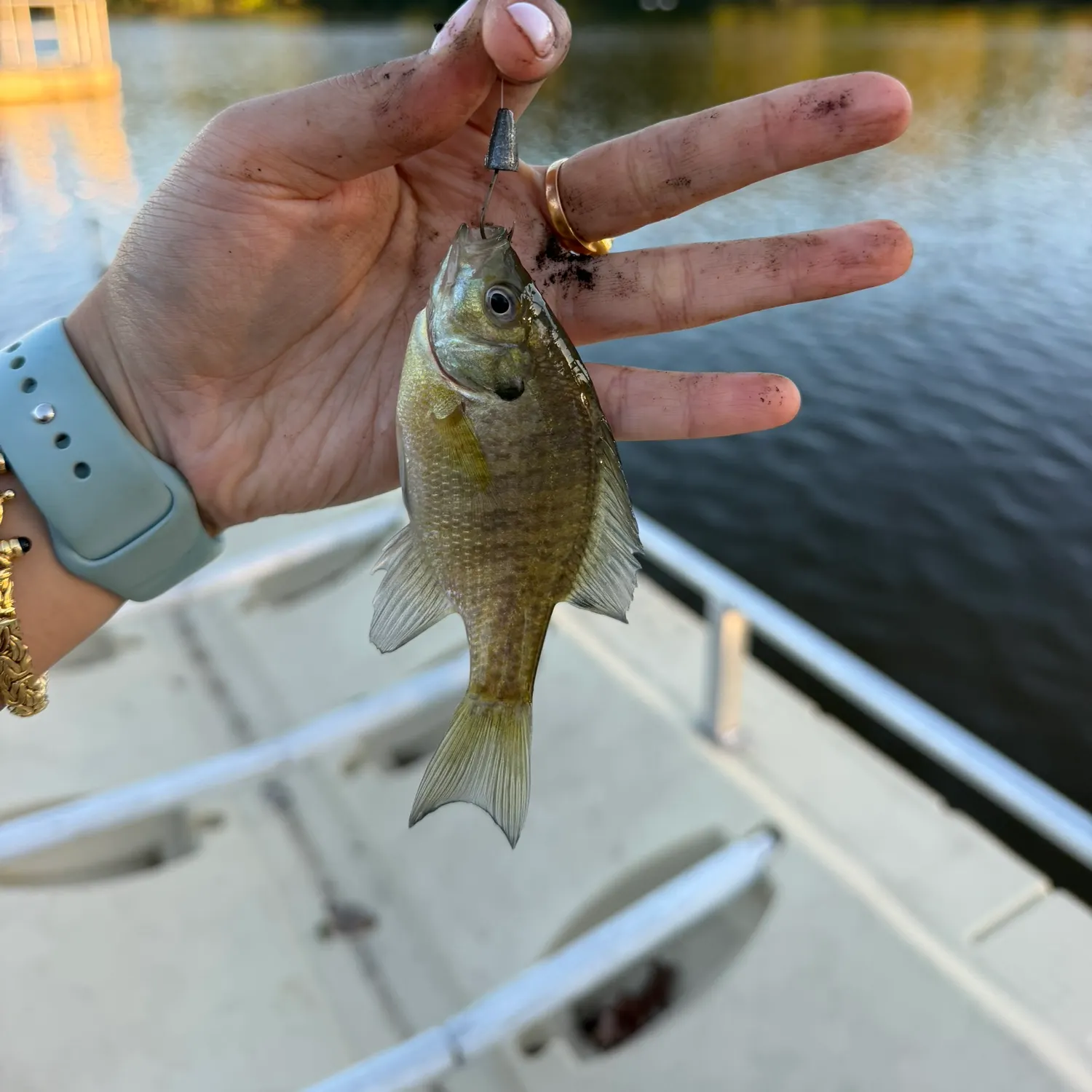 Bluegill caught on Fishbrain
