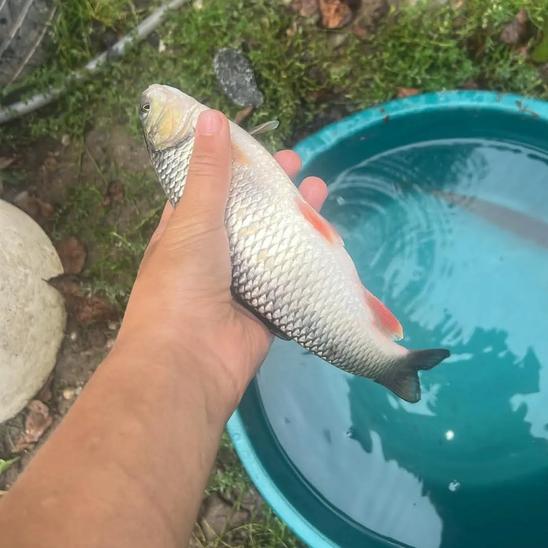 European chub caught on Fishbrain