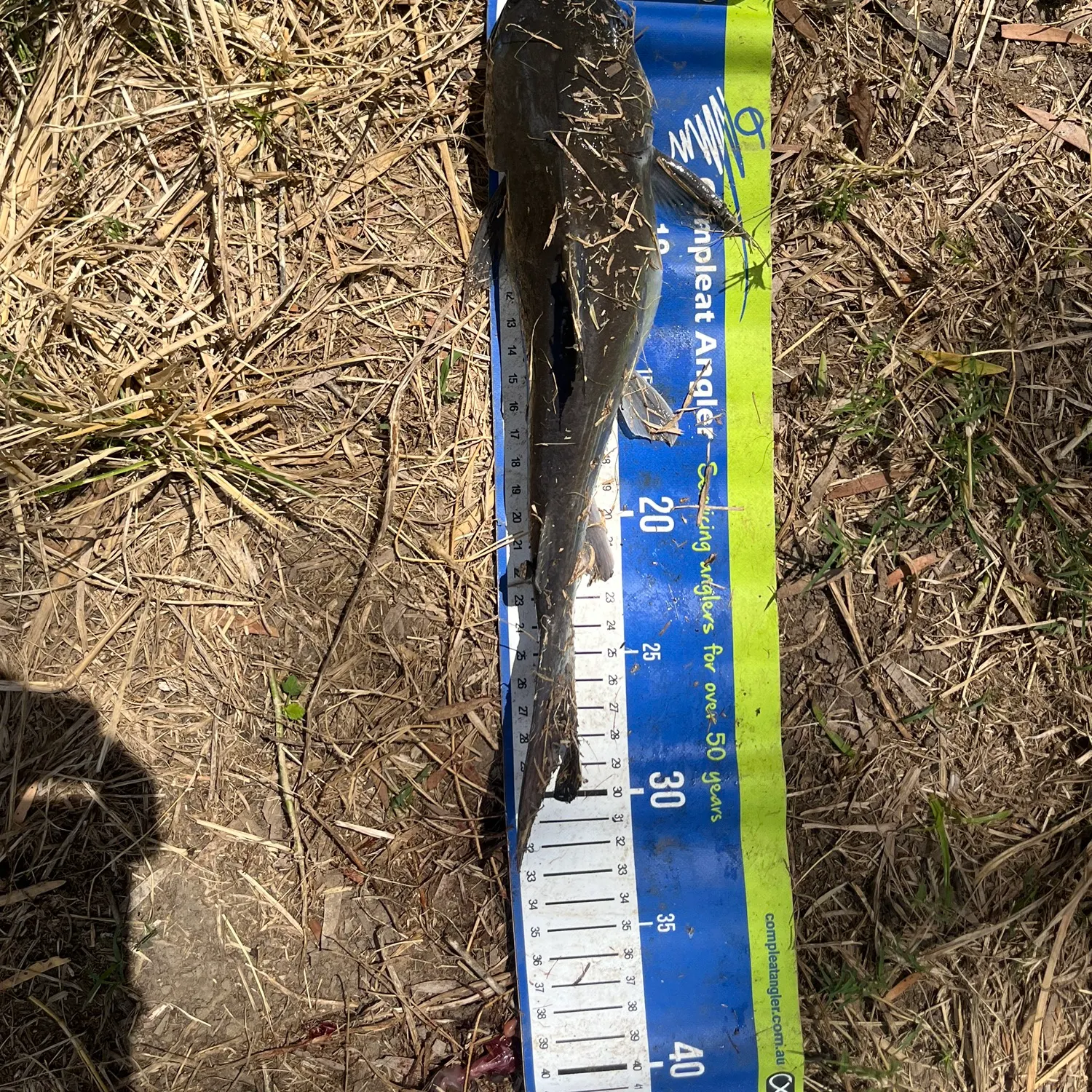 The most recent Blue salmon catfish catches on Fishbrain