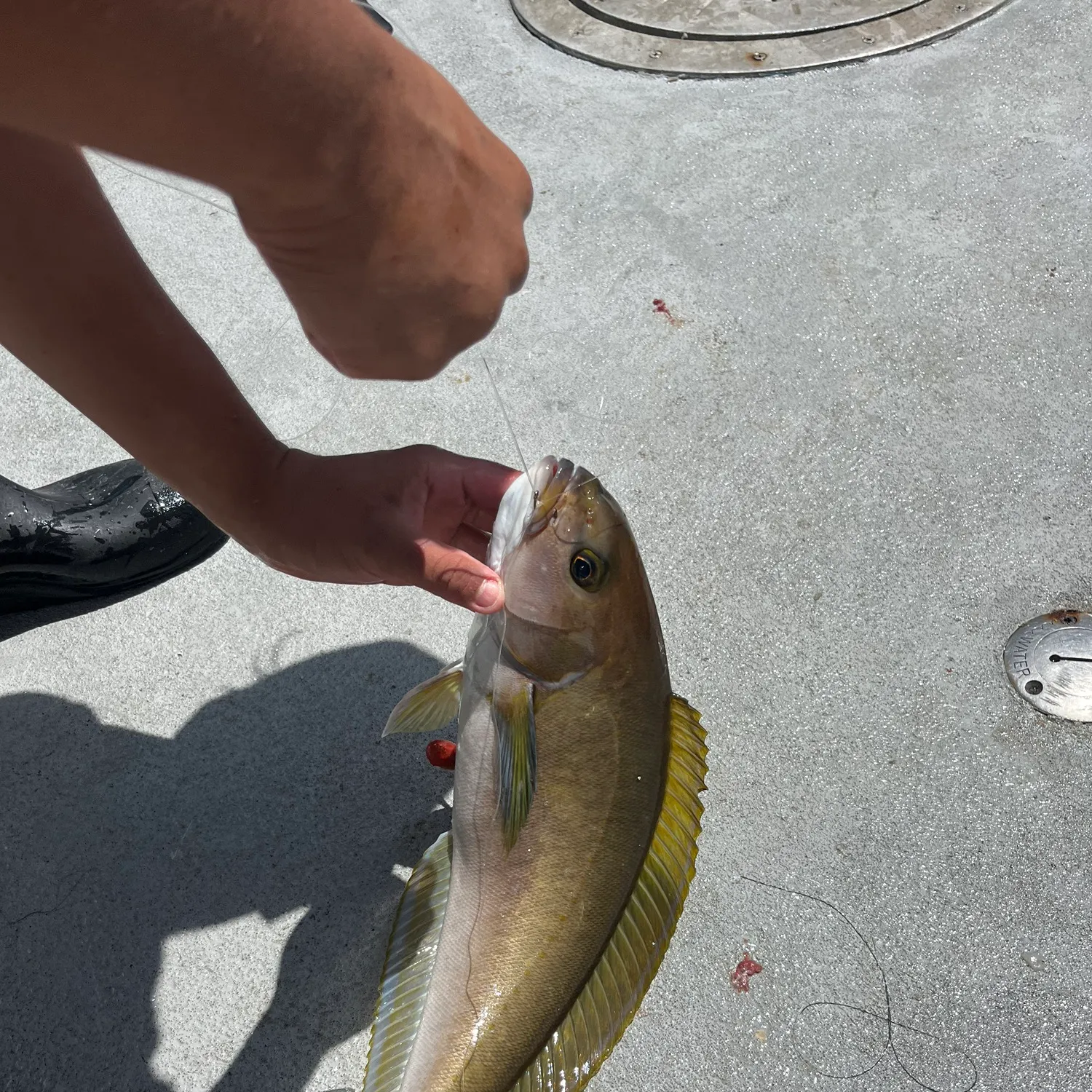The most recent Ocean whitefish catches on Fishbrain