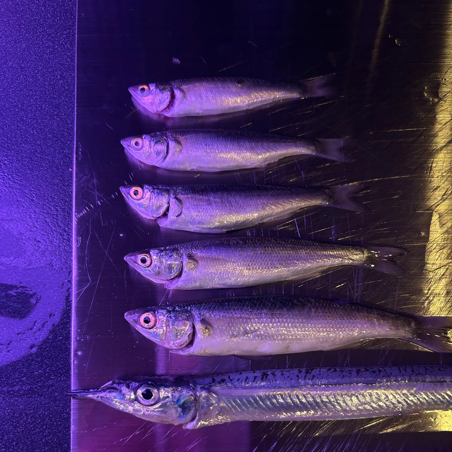 The most recent Southern garfish catches on Fishbrain