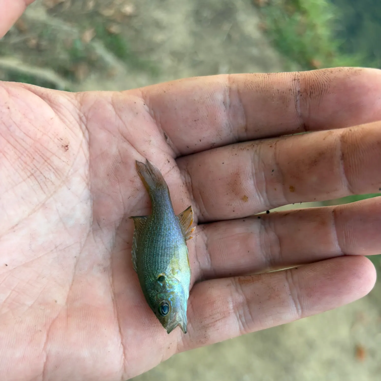 Bluegill caught on Fishbrain