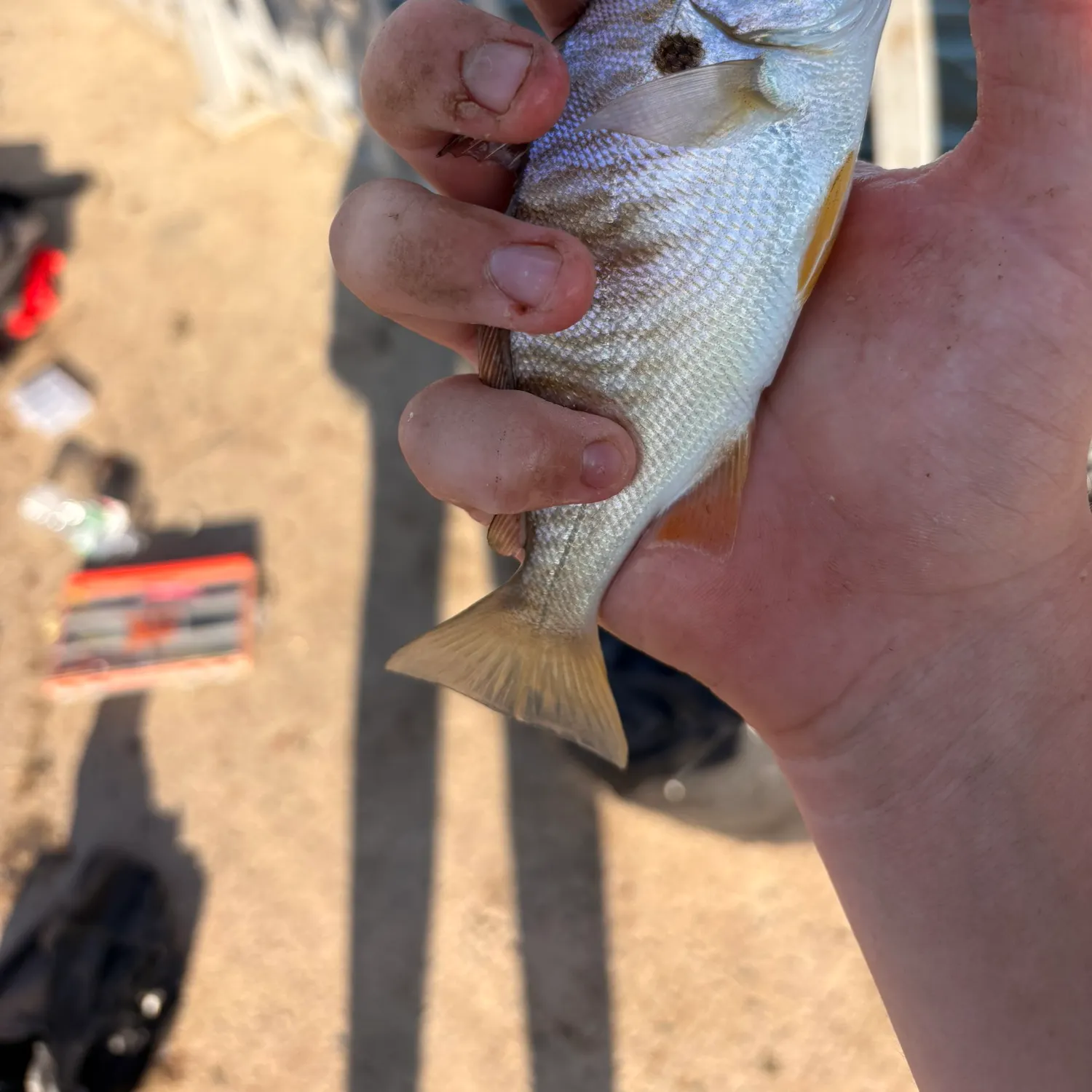 Spot croaker caught on Fishbrain