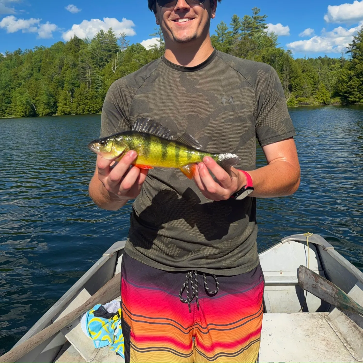 Yellow perch caught on Fishbrain