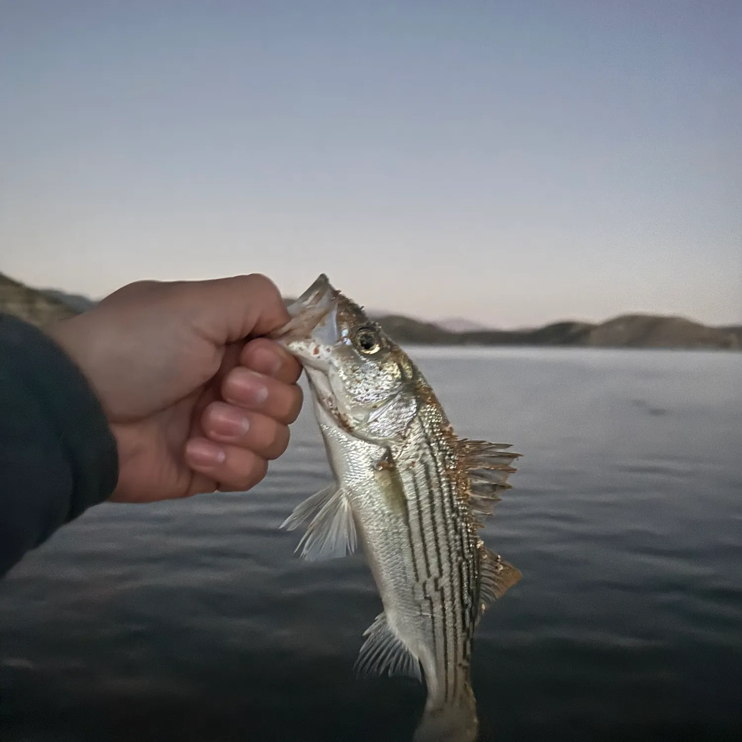 Striped bass caught on Fishbrain