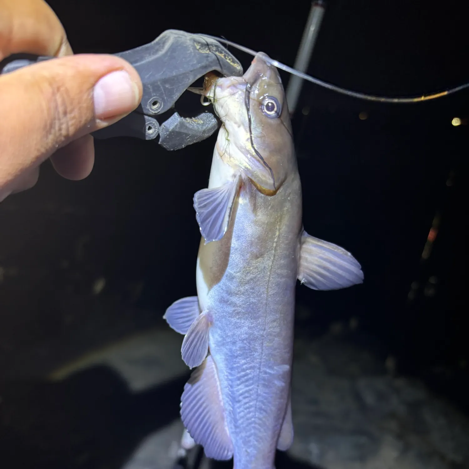 White bullhead caught on Fishbrain