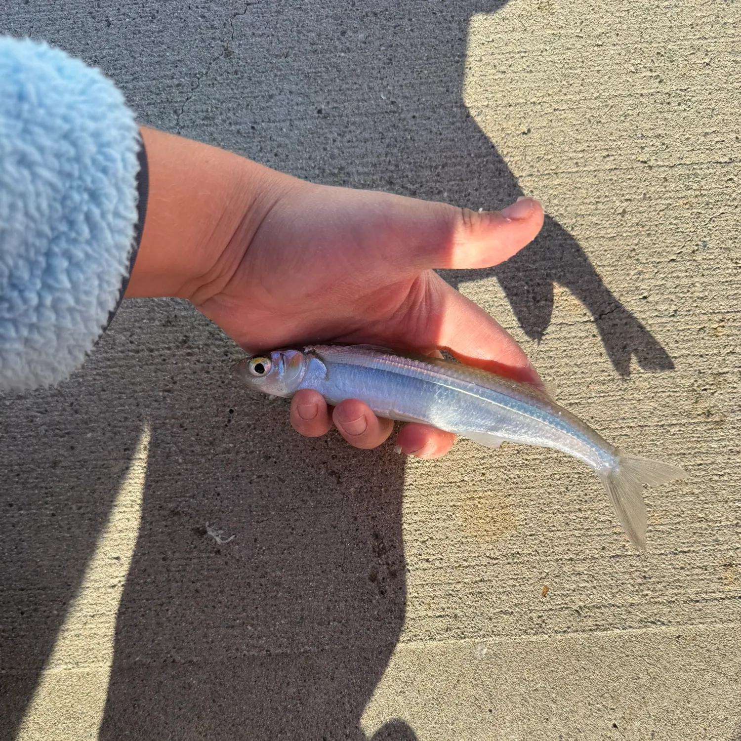 The most recent Topsmelt silverside catches on Fishbrain