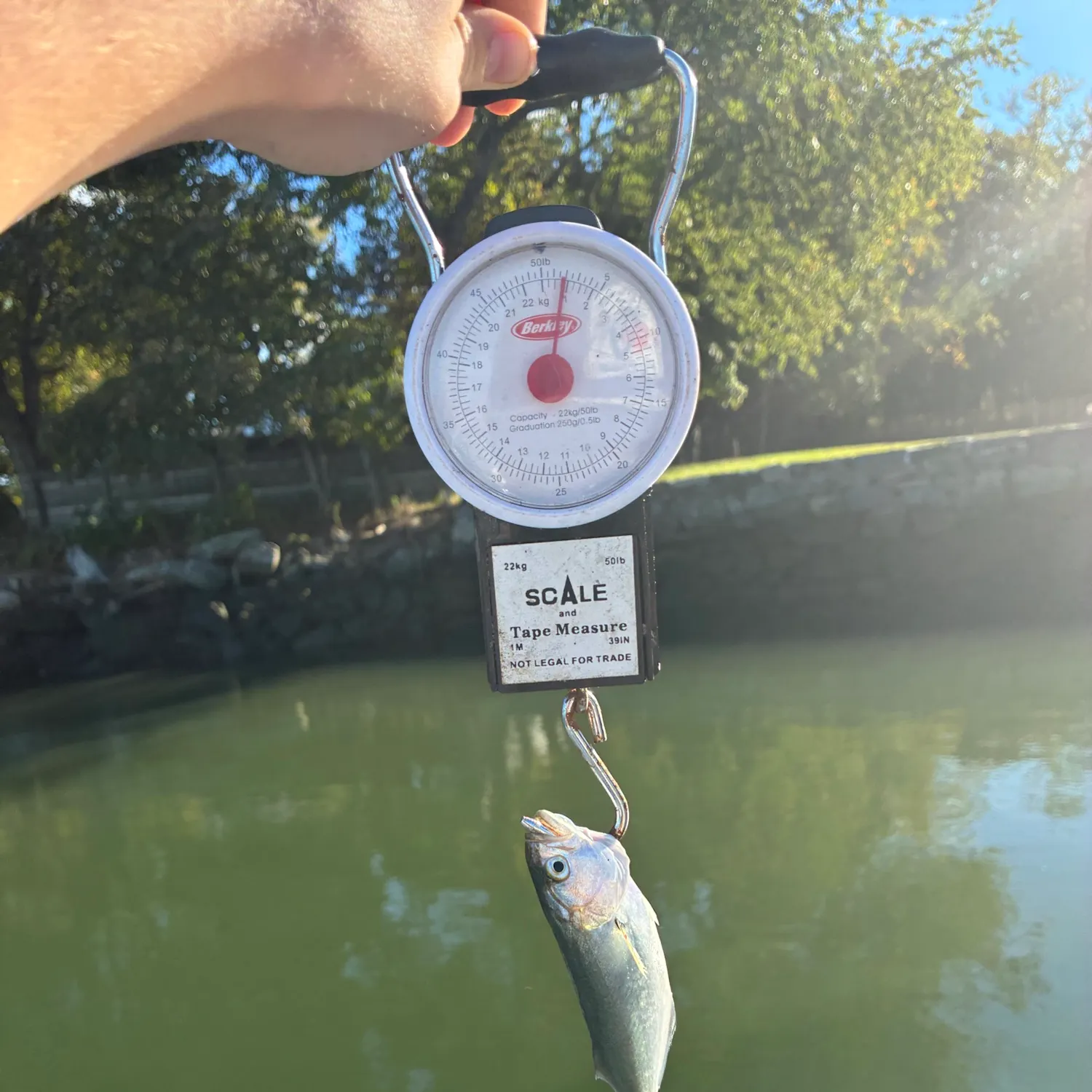 Bluefish caught on Fishbrain