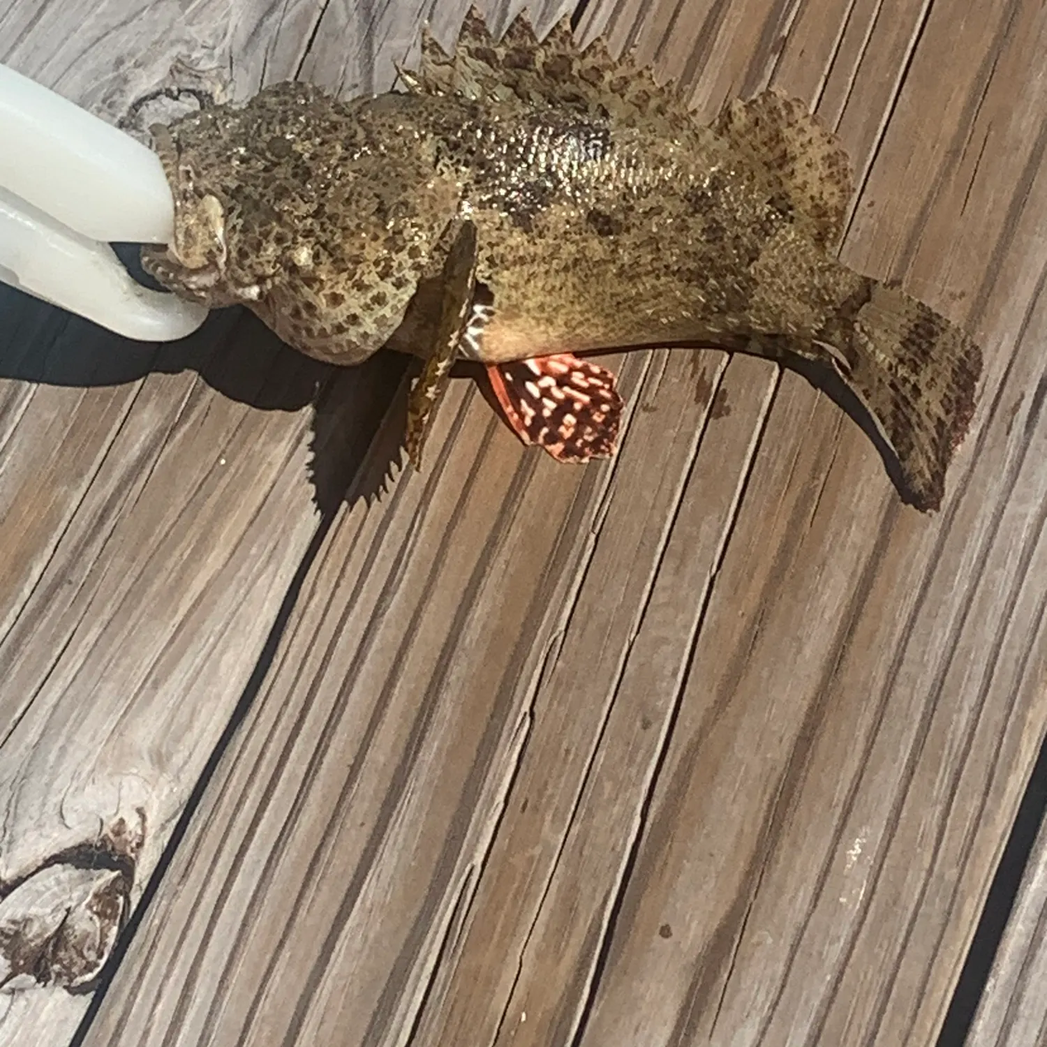 The most recent Spotted scorpionfish catches on Fishbrain