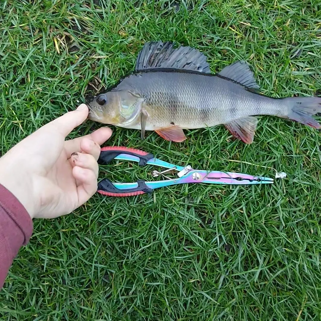 European perch caught on Fishbrain