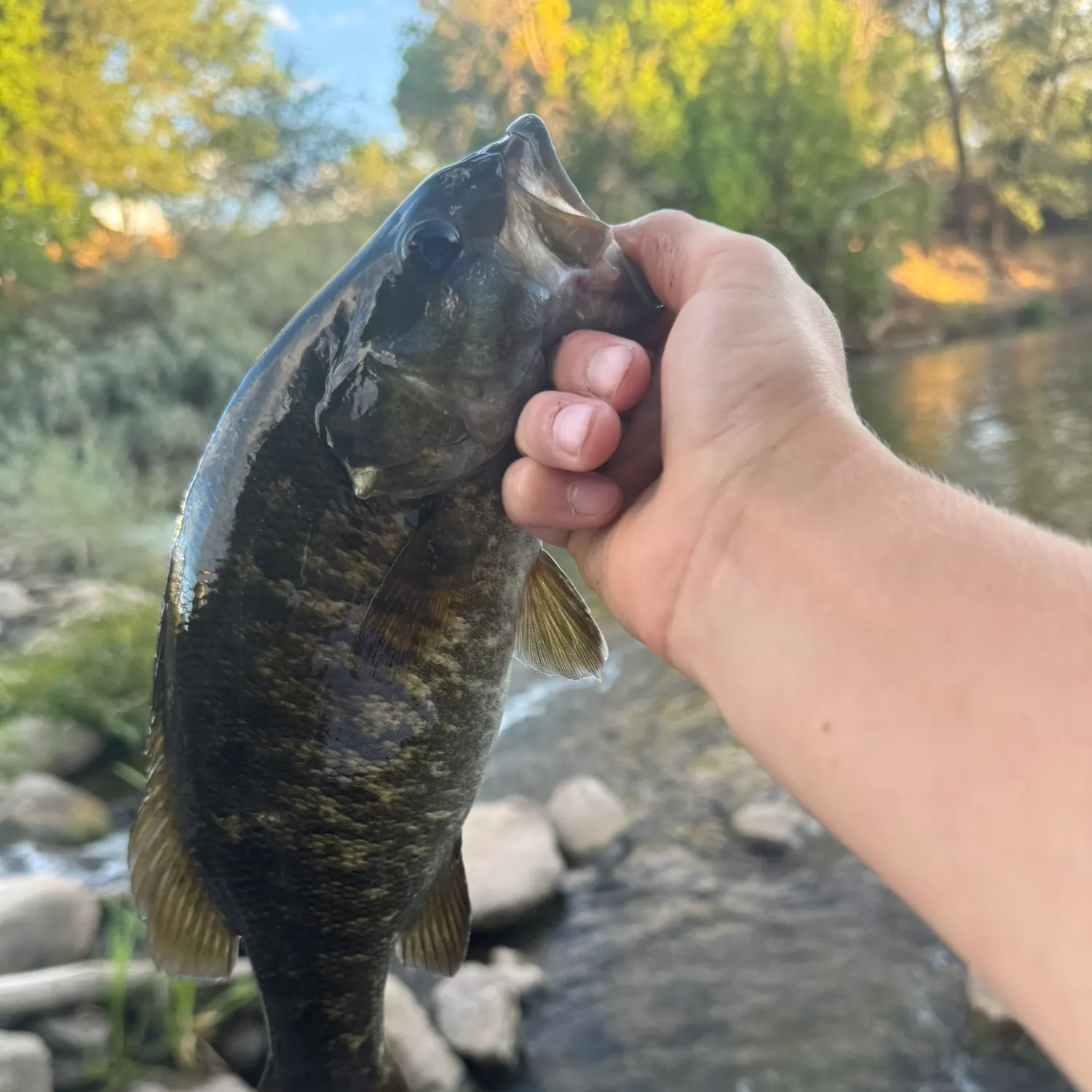 Fish caught on Fishbrain