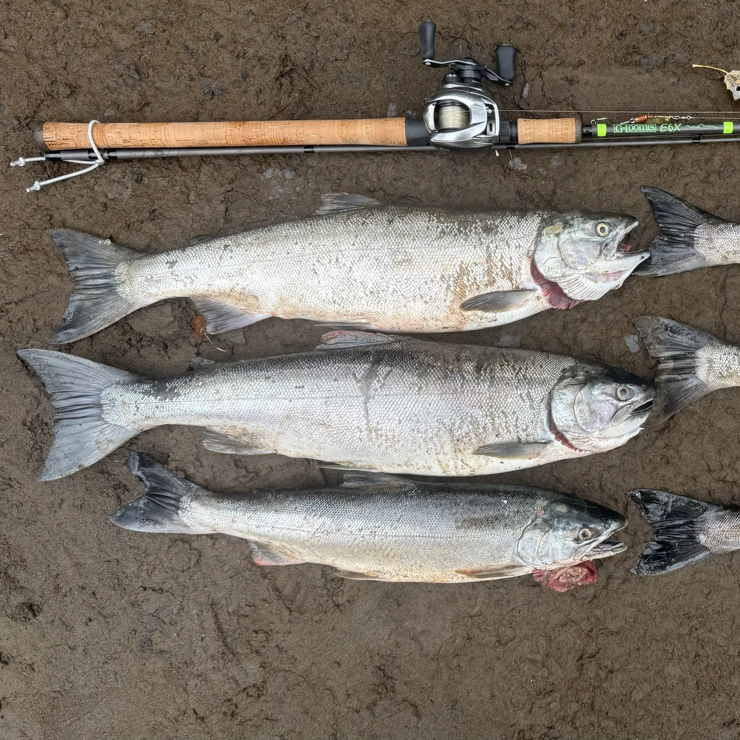 Coho salmon caught on Fishbrain