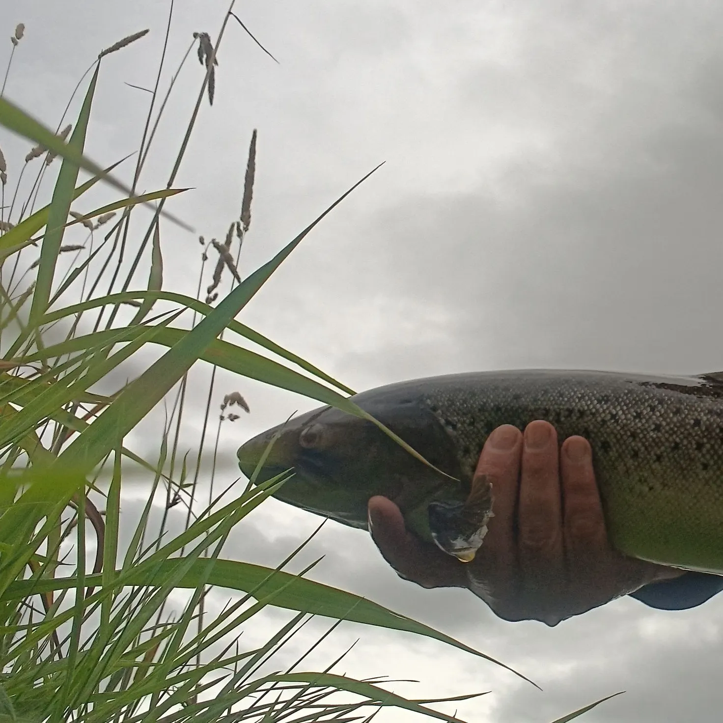 Sea trout caught on Fishbrain